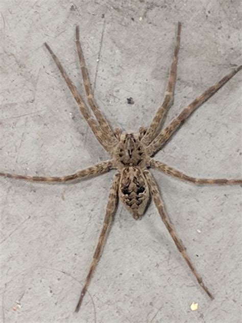 dark fishing spider|Dolomedes tenebrosus .
